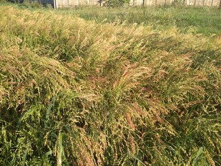Growing millet against the sky