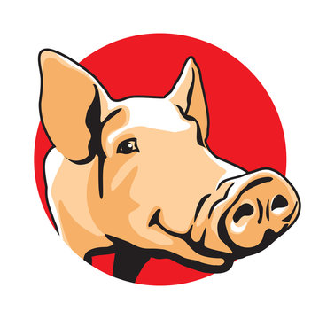Pig vector illustration. Color drawing of single pork animal on red circle, graphic arts and cartoon design style.