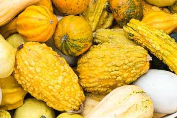 Zierkürbisse Wallpaper