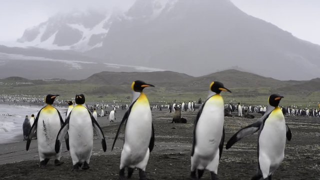 King Penguins walk on beach