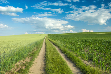 Fototapeta na wymiar Long dirt road through a green field of wheat and corn