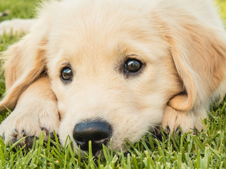 Portrait of an adorable puppy dog of the Golden retriever breed
