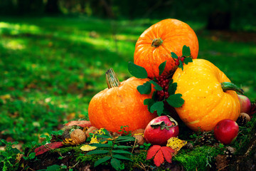 bright orange pumpkins with red apples, walnuts, cones in the autumn forest on green moss, on an old stump from birch