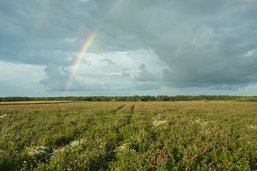 Field of clover and rainbow on a cloudy sky