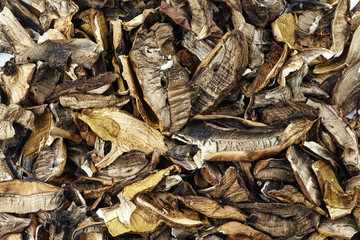 dried mushrooms as a background