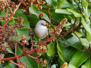 Waxbill perching on blooming mango tree