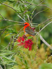 Red Fody bird perching in natural habitat