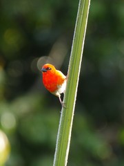 Red Fody bird perching in natural habitat