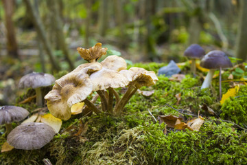 Mushrooms and moss in a forest