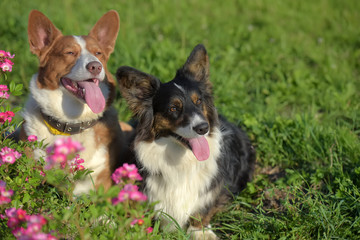 two corgi with grass and flowers