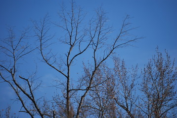 Tree tops and blue sky