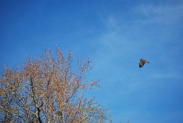 Turkey Buzzard of Texas, North America