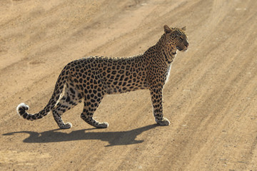 Leopard in the road
