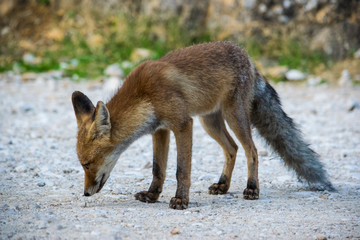 Fox snooping around 3