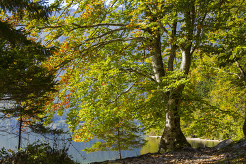 Old trees by the Bohinj lake, Slovenia