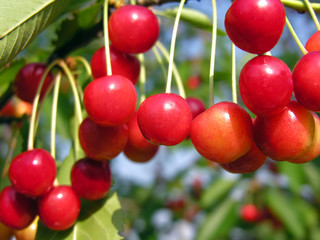    close-up of ripening sweet cherries on a tree in the garden