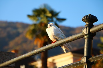 white dove on the fence