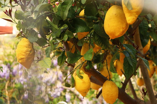 Lemons grown in Itaky for limoncello.