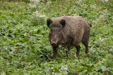 Wildschwein (Sus scrofa)