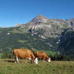 Fototapeta na wymiar Grazing cows and Mount Spitzhorn. Gsteig bei Gstaad. Bernese Oberland, Switzerland.
