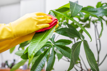 Wipe off the dust from the leaves of indoor plants.
