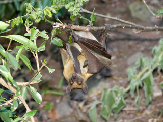 Obraz premium Bat on a Lac Kivu Island 
