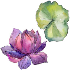 Watercolor colorful lotus flower. Floral botanical flower. Isolated illustration element. Aquarelle wildflower for background, texture, wrapper pattern, frame or border.