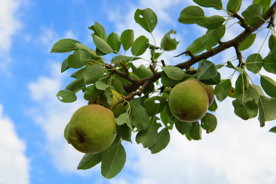 Branch with pears isolated on blue sky. Garden background.