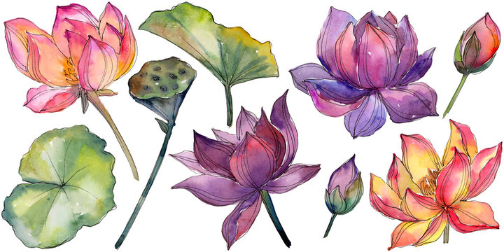 Watercolor colorful lotus flower. Floral botanical flower. Isolated illustration element. Aquarelle wildflower for background, texture, wrapper pattern, frame or border.
