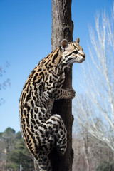 Ocelot wildcat