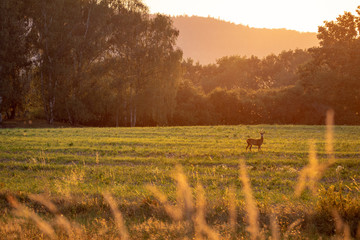 Summer landscape by sunset with deer.