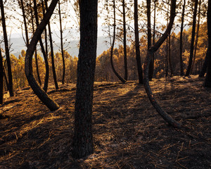 After a Forest Fire at Sunset.