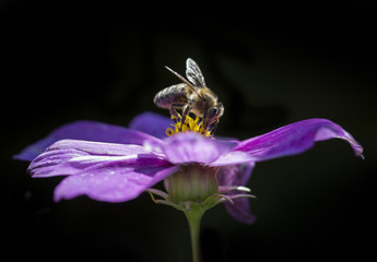 bee Apis mellifera on a pink flower in the garden