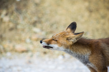 Fox snooping around 5