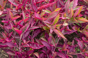 Red Leaves Plant