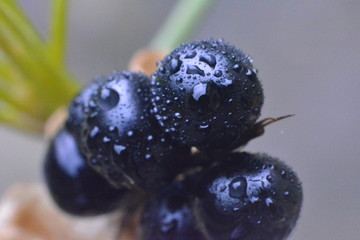 blueberries on the plant