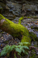 Baumstamm Wanderweg Eifel