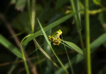 tree frog