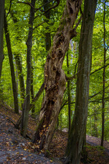 Wanderung mit Hund Eifel