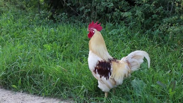 white cock walks on the road and crowing.