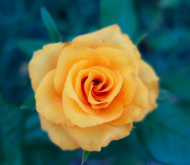  A warm southern evening. Roses in the Park Anapa.