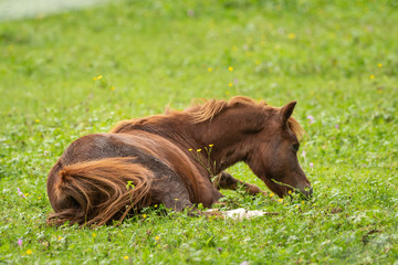 A brown horse lies on the green meadow