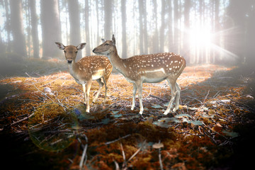 Rehe im Wald