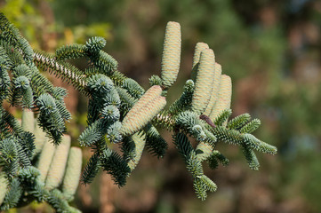 closeup of fir branch with cones in a public garden © pixarno