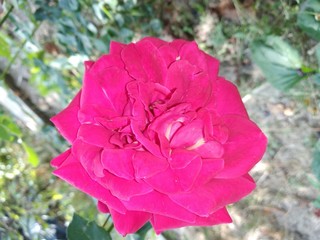 Pink rose