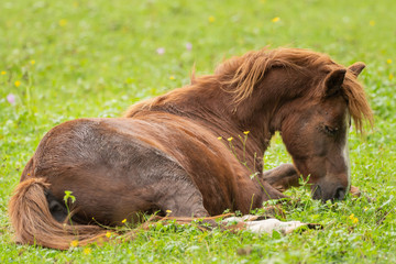 A brown horse lies on the green meadow