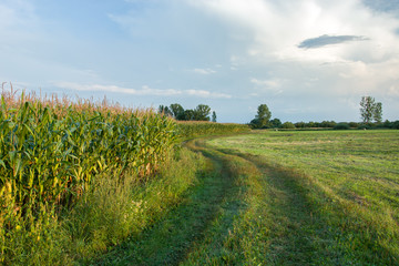Fototapeta na wymiar Road and corn field