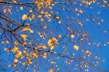 Autumn golden leaves on branches in sunlight against the blue sky. Macro photo with shallow depth of field.