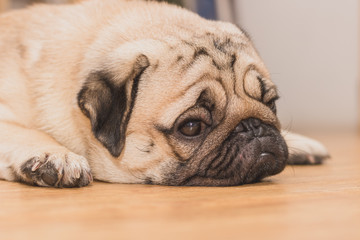 Close-up face of Cute pug puppy dog sleeping. It is hoped the boss will come back soon