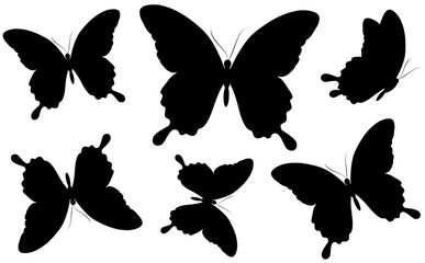 black butterfly, isolated on a white
